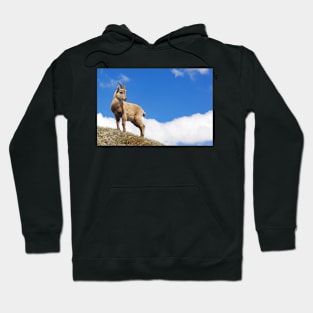 Alpine ibex Hoodie